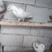 کبوتر پرشی شوط|پرنده|ماکو, |دیوار