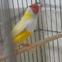 فنچ گلدین ۶عدد ۲ماده و۴نر