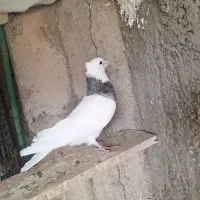 دو جفت طوقی|پرنده|مبارکه, |دیوار