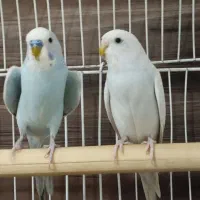 مرغ عشق بالغ