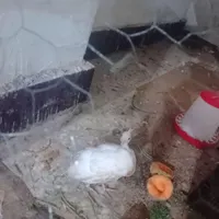 مرغ زینتی گم شده