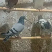 کبوتر پلاکی