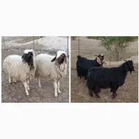 گوسفندجوان 2راس بز هم 2.قوچ بره بز بزغاله نربز