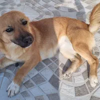 واگذاری سگ نژاددار|سگ|تبریز, |دیوار