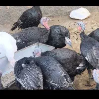 بوقلمون بزنر