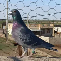 پلاکی شناسنامه دار