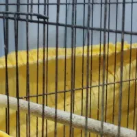 سهره بخون|پرنده|قدس, شهرقدس|دیوار