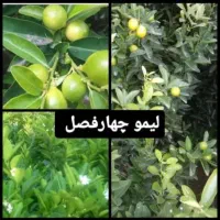 نهال مرکبات وسیاه درخت|گل و گیاه طبیعی|شیراز, پودنک|دیوار
