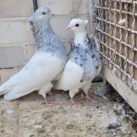 کله ای ماده|حیوانات|بم, |دیوار