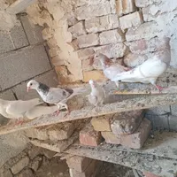 هشت عدد|پرنده|خوی, |دیوار