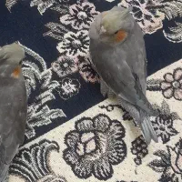 گمشده|حیوانات|قم, زنبیل آباد|دیوار