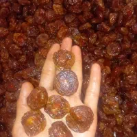 آلوچه کشکه امسالی به شرط