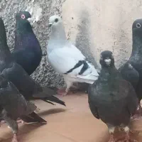 ده تا نوک موشی|پرنده|خورموج, |دیوار