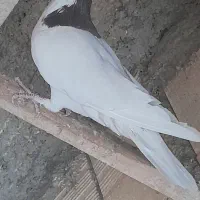 دوتا کفتر خال سرخ و سیاه|پرنده|چهاردانگه (تهران), |دیوار