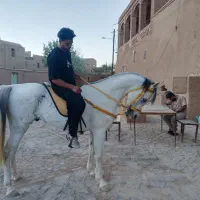 نریون عرب مصری سواری دار حرفه ای