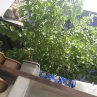 بره‌گمشده‌