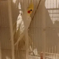 عروسهلندی نر|پرنده|مشهد, قائم|دیوار