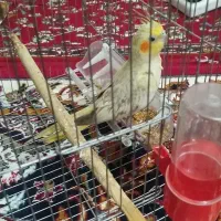 عروس هلندی نر|پرنده|نورآباد, |دیوار