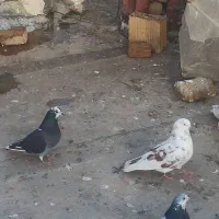 کبوتر تهرانی|حیوانات|سرپل ذهاب, |دیوار