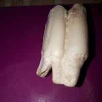 دندان فسیل  شده ماموت|کلکسیون اشیاء عتیقه|کلاچای, |دیوار