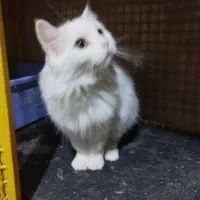 پرشین کلاسیک با سابقه زایمان موفق|گربه|تبریز, |دیوار