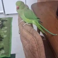 طوطی ملنگو سخن گو