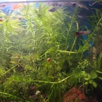 گیاه اکواریوم دم گربه ای