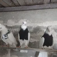 کبوتر|پرنده|دیواندره, |دیوار