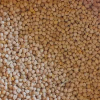 ۱۰۰کیلو نخود سفید یکدست بذری