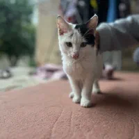 واگذاری گربه تاکسیدو|گربه|گرگان, |دیوار