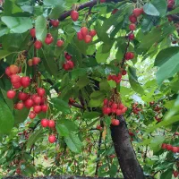 اجاره باغ ، انواع درختان میوه واقع درنصرابادپیشکوه