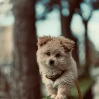 سگ پامر سایز تیکاپ صفر