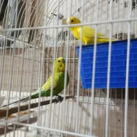 مرغ عشق|پرنده|نقده, |دیوار