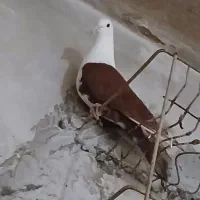 سرسفید درجه1