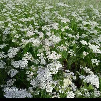 عسل درجه یک ..عسل گشنیز محصول شهر سرسبز همدان|آرایشی، بهداشتی، درمانی|بافق, |دیوار