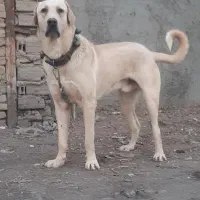 سگ پاکوتاه رایگان میخوام