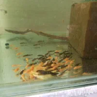 خرید آنلاین ماهی زینتی برکه گلبهار ارسال رایگان|ماهی|گلبهار, شهر جدید گلبهار|دیوار