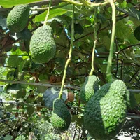 تولیدوفروش انواع نهال آووکادو پیوندی|خدمات باغبانی و درختکاری|سلمانشهر, |دیوار