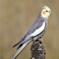 عروس هلندی