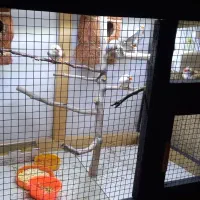 فنچ معاوضه با مرغ عشق یا عروس کار داده لوتینو|پرنده|قوچان, |دیوار