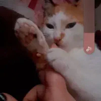 واگذاری رایگان بچه گربه