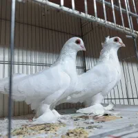 یک جفت قرمز گوز و تعدادی آغ پارپارلی|پرنده|تبریز, |دیوار