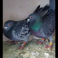 پلاکی|پرنده|کرمانشاه, |دیوار