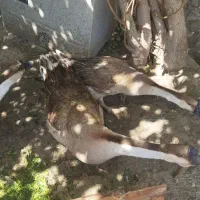 فروش قوقاز