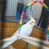 عروس هلندی لوتینو ماده|پرنده|کرج, شاهین‌ویلا|دیوار