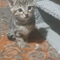 واگذاری رایگان بچه گربه