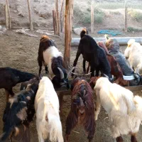 فروش بزغاله های نر|حیوانات مزرعه|سیمین شهر, |دیوار