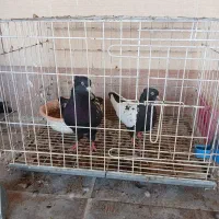 کبوترها فروشی