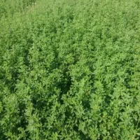 یونجه با کیفیت و بدون علف