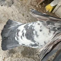 نر سوسکی قاره ی  پرخال